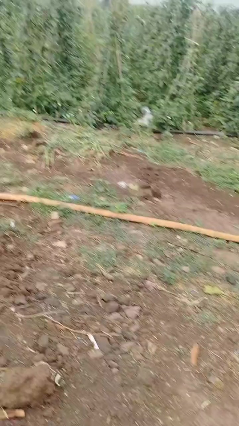 涡阳新兴豆角