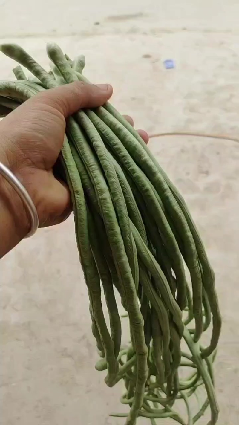 涡阳新兴豆角