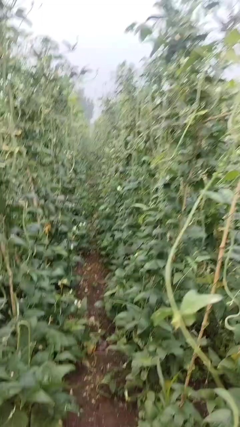 涡阳新兴豆角