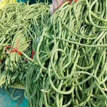 涡阳新兴豆角