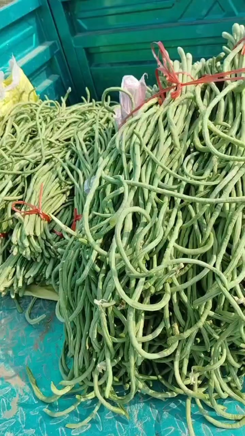 涡阳新兴豆角