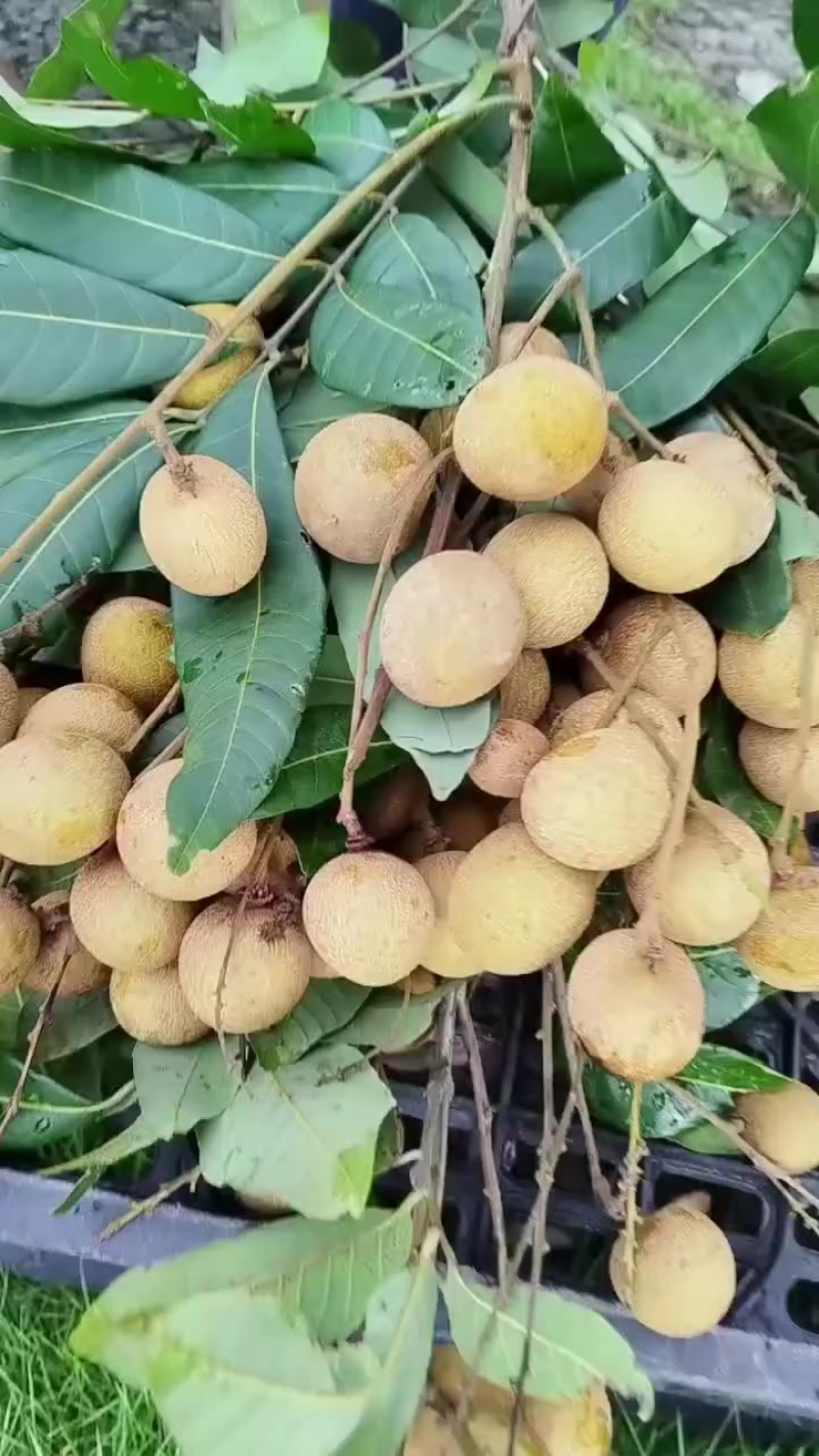 龙眼储良