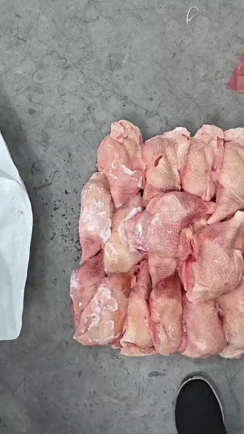 二级种母鸡排腿三吨