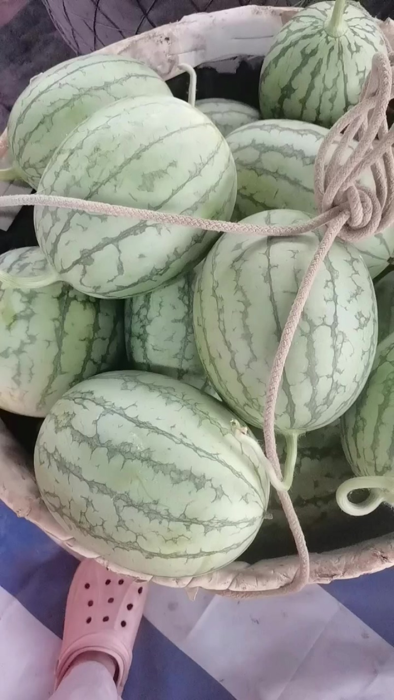口口脆
