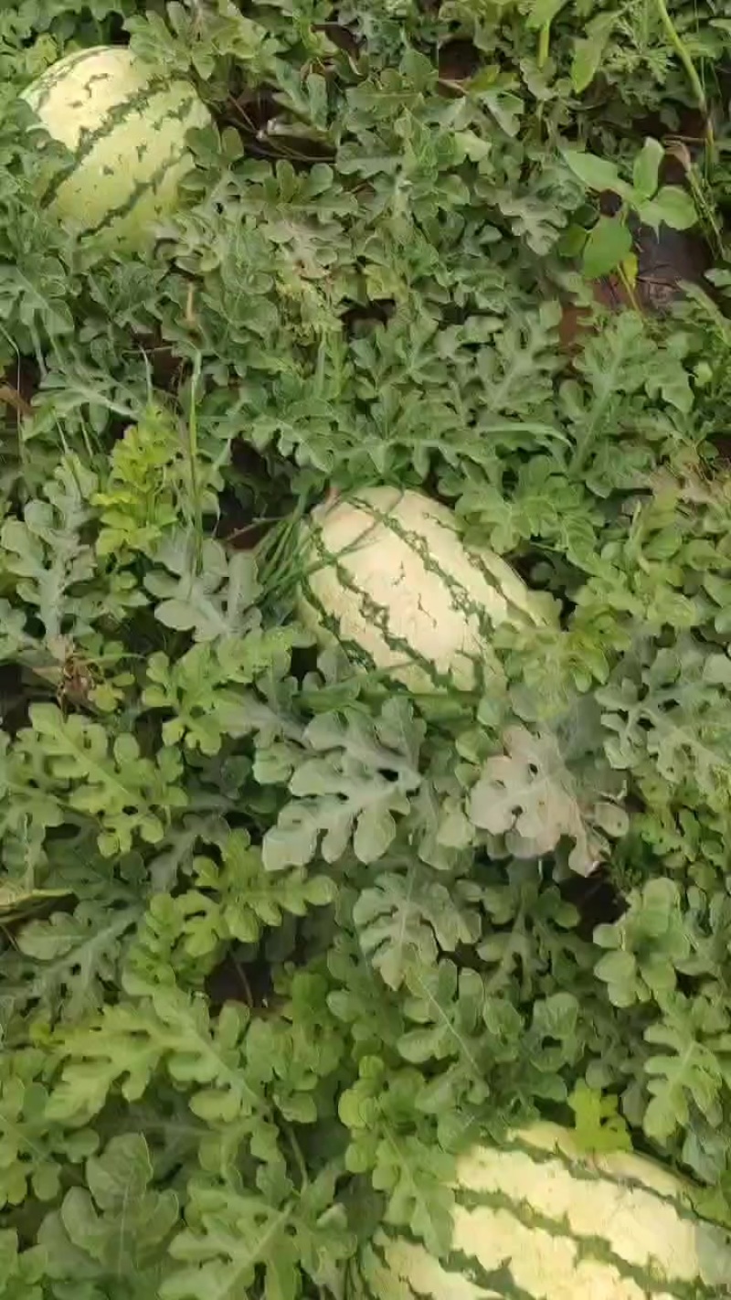 西瓜，金城双红