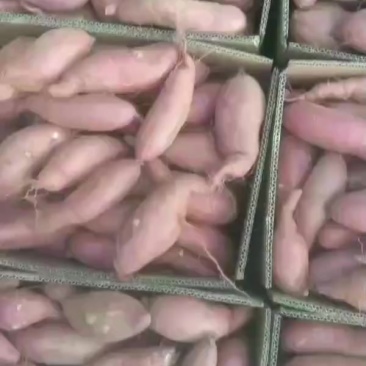商薯19（白心地瓜）