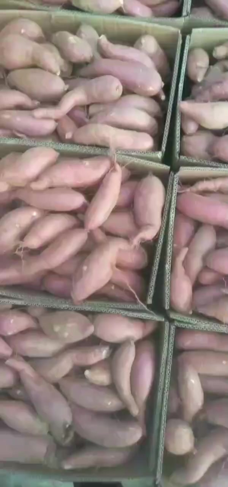 商薯19（白心地瓜）
