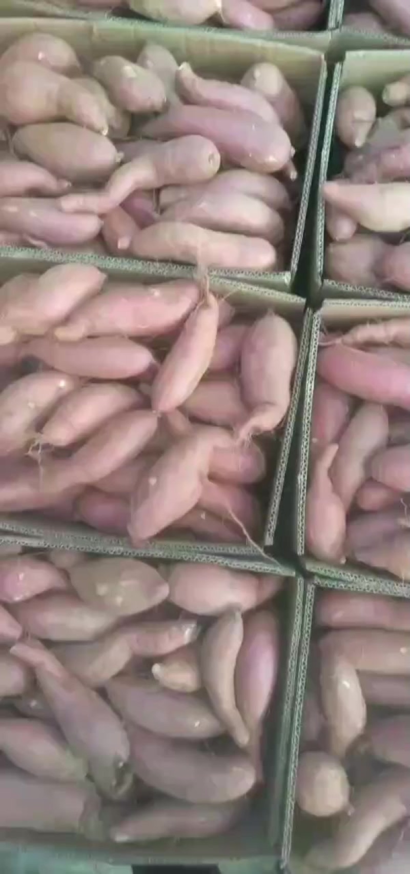 商薯19（白心地瓜）
