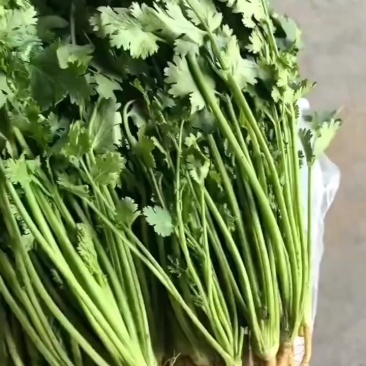 唐山中叶铁杆青
