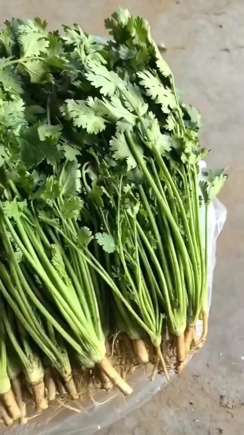 唐山中叶铁杆青