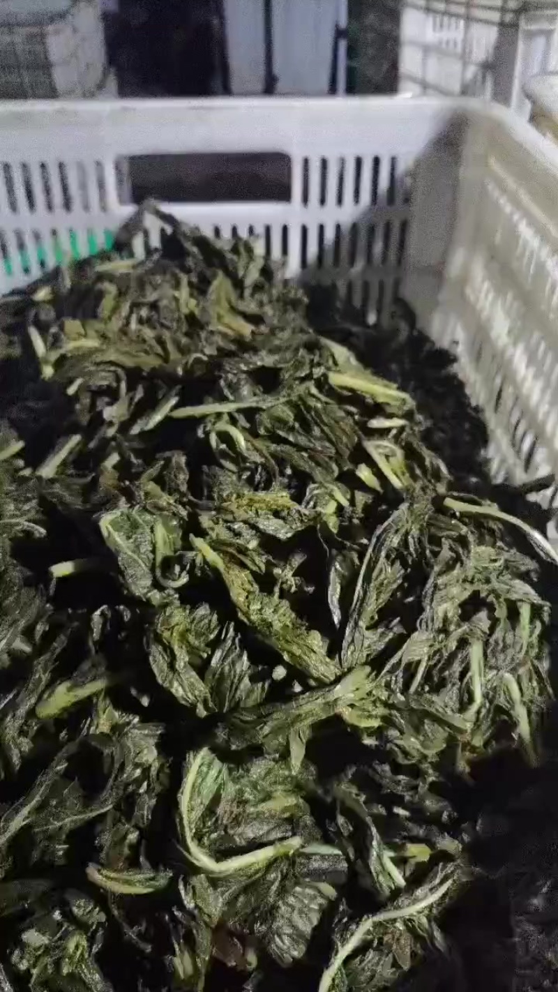 湿芝麻叶