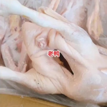 老鸭子