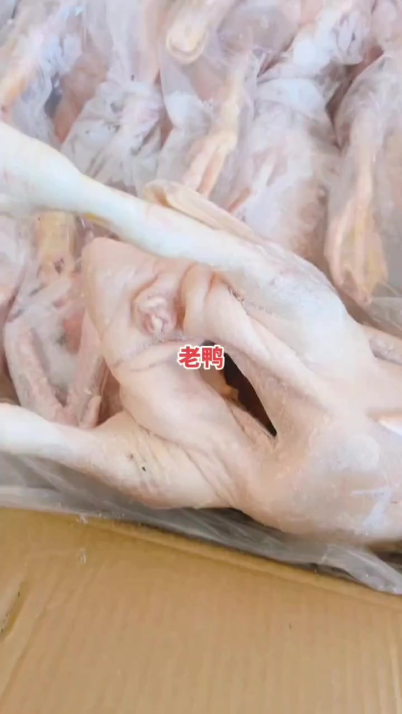 老鸭子