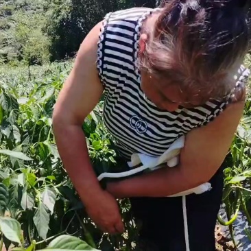 子弹头8号椒