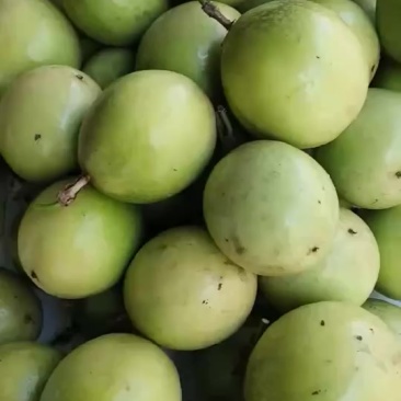 黄金百香果