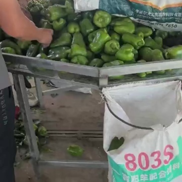 青椒大量有货