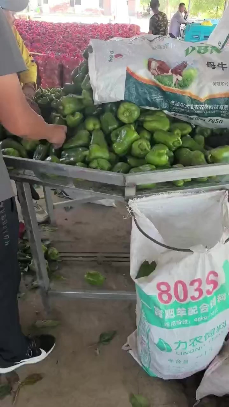 青椒大量有货