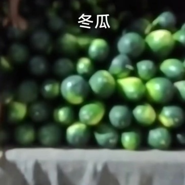 河南黑皮冬瓜