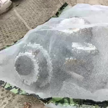 马蜂蜂蛹