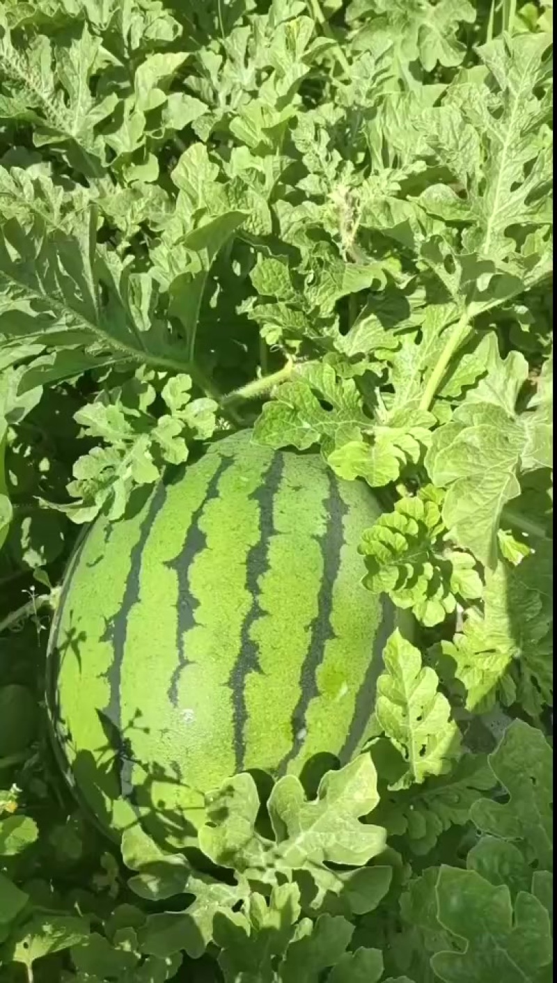 园瓜