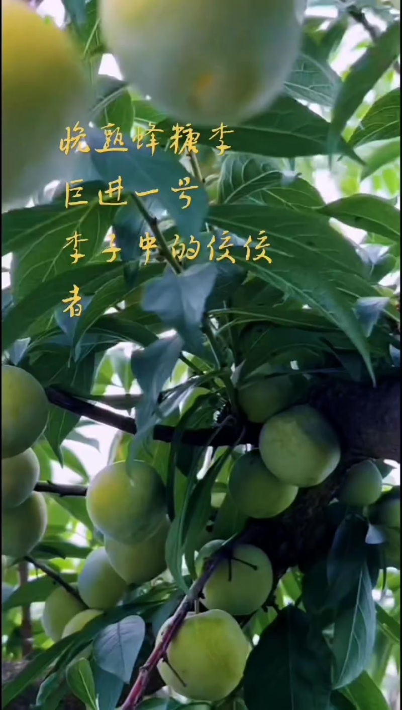 晚熟蜂糖李巨进一号