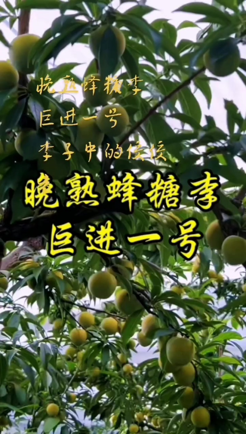 晚熟蜂糖李巨进一号