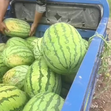 金花六号