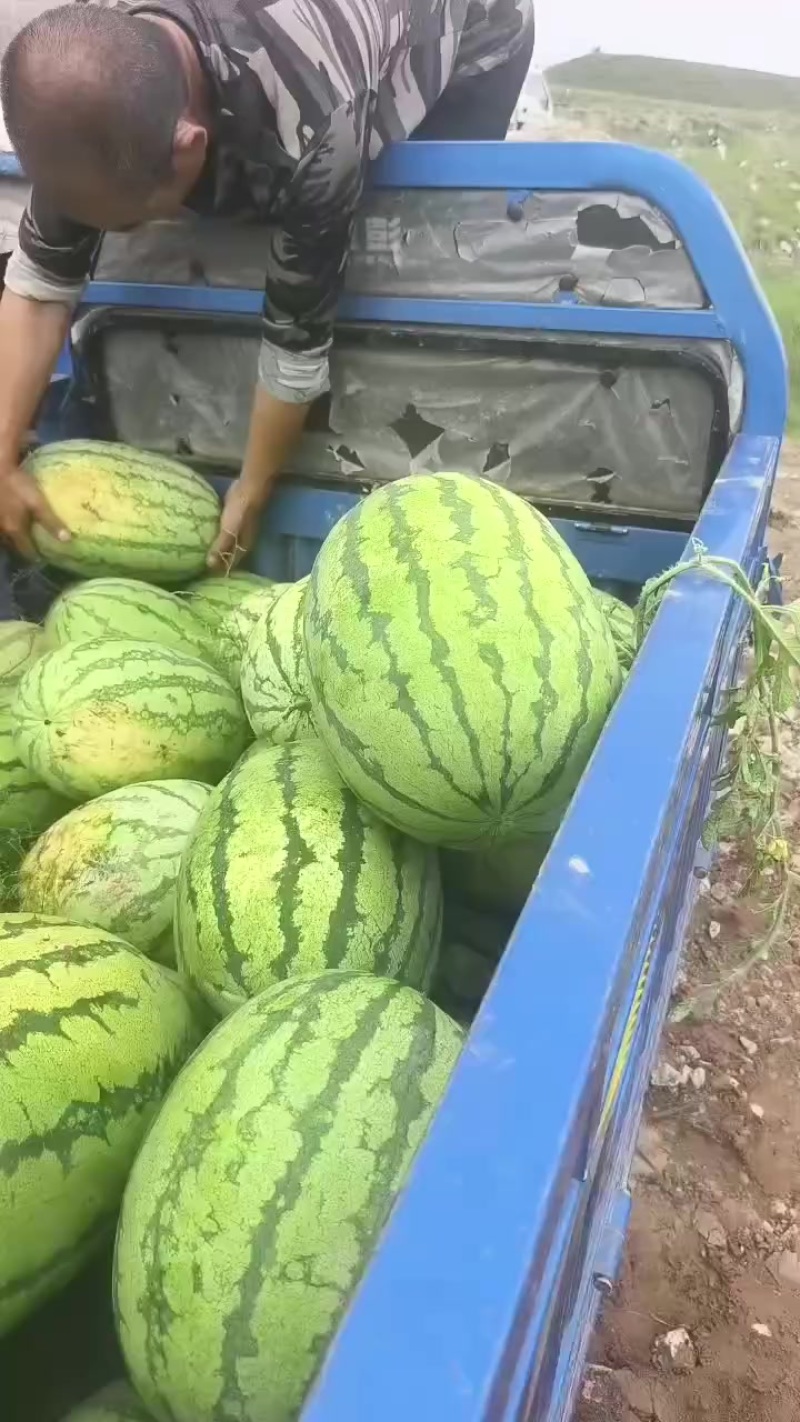 金花六号