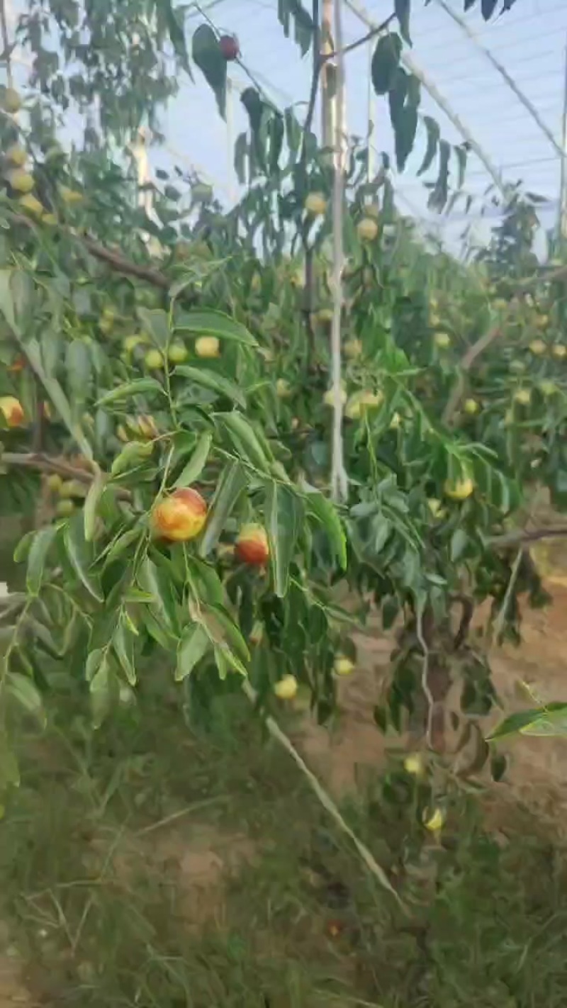 大荔冬枣和其他水果等