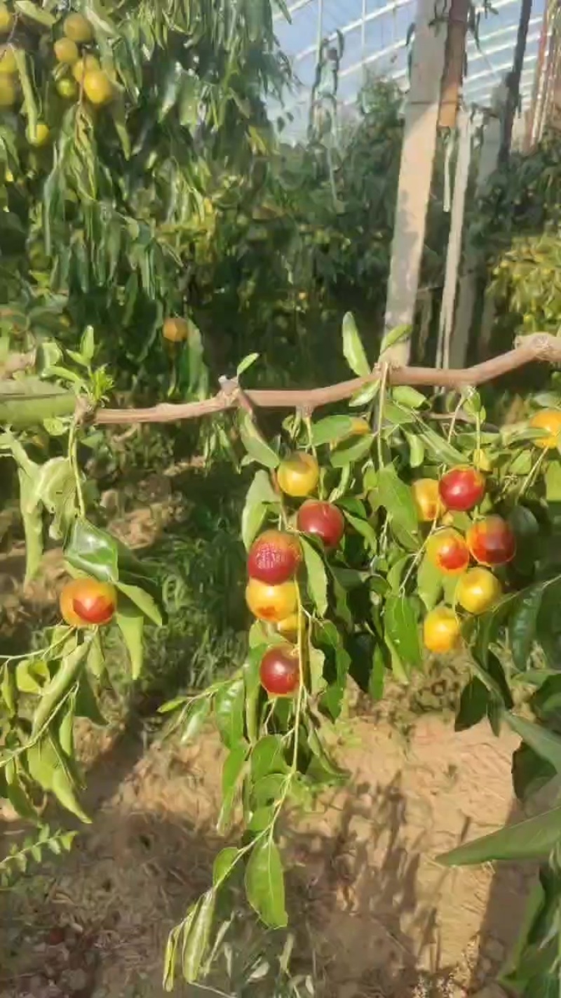 大荔冬枣和其他水果等