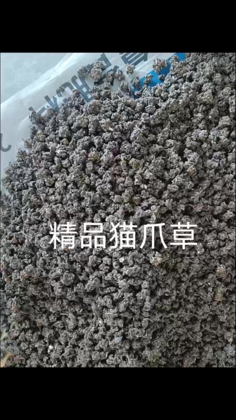 自家种植药食同源猫爪草，无农残
