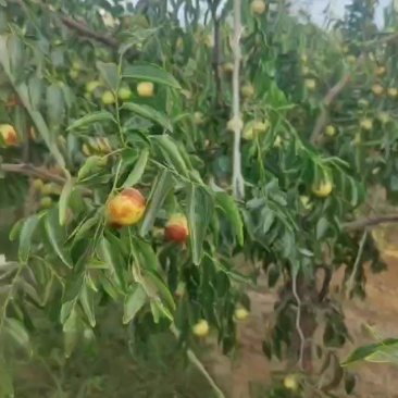 大荔冬枣和其他水果等