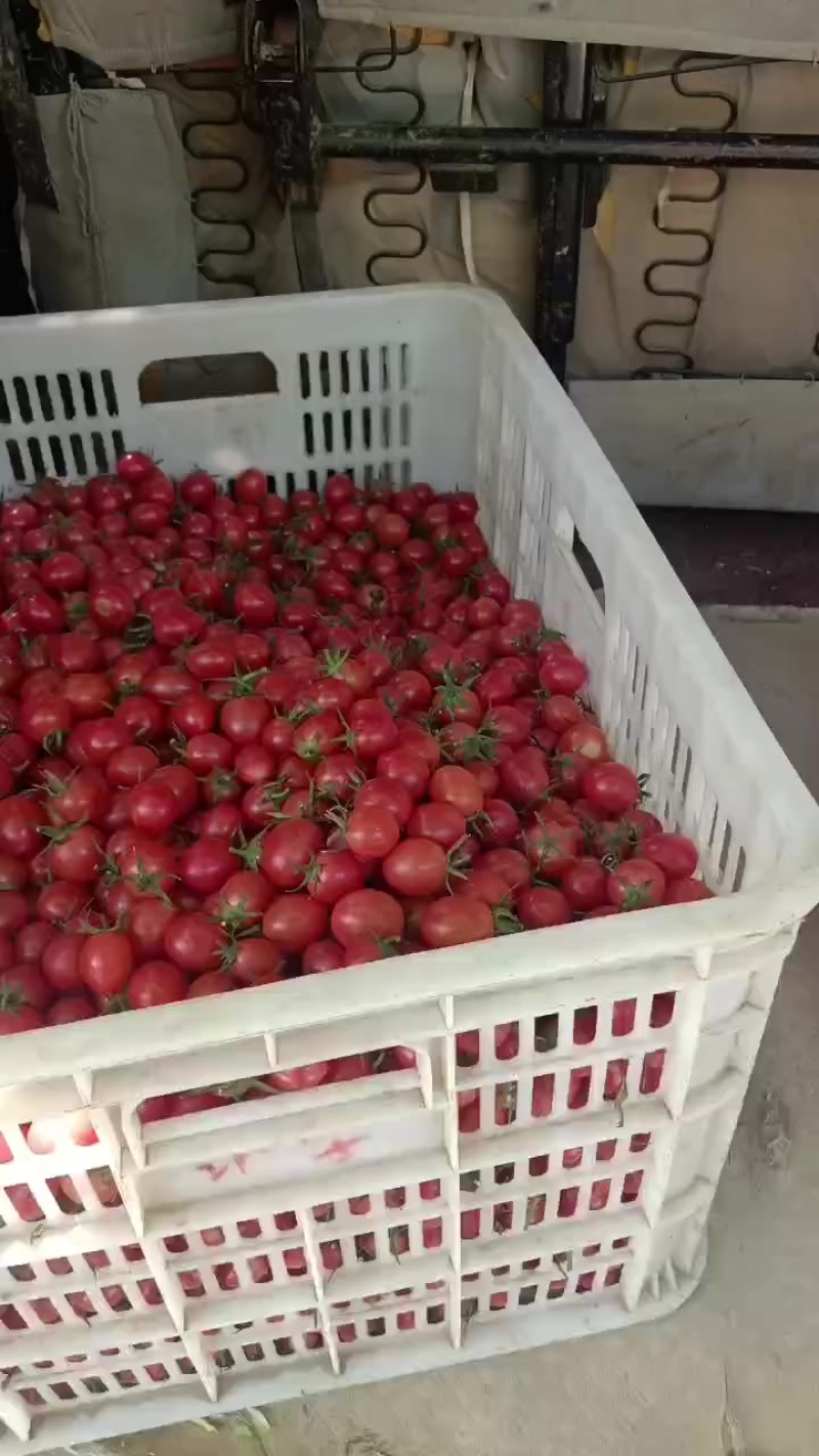 圣女果