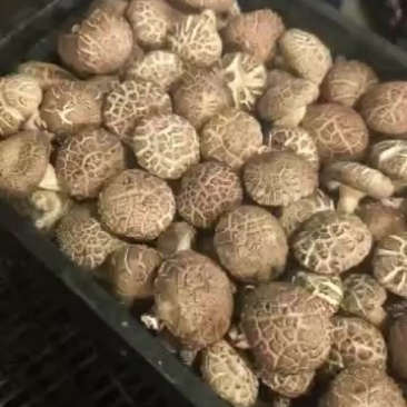 武威鲜香菇