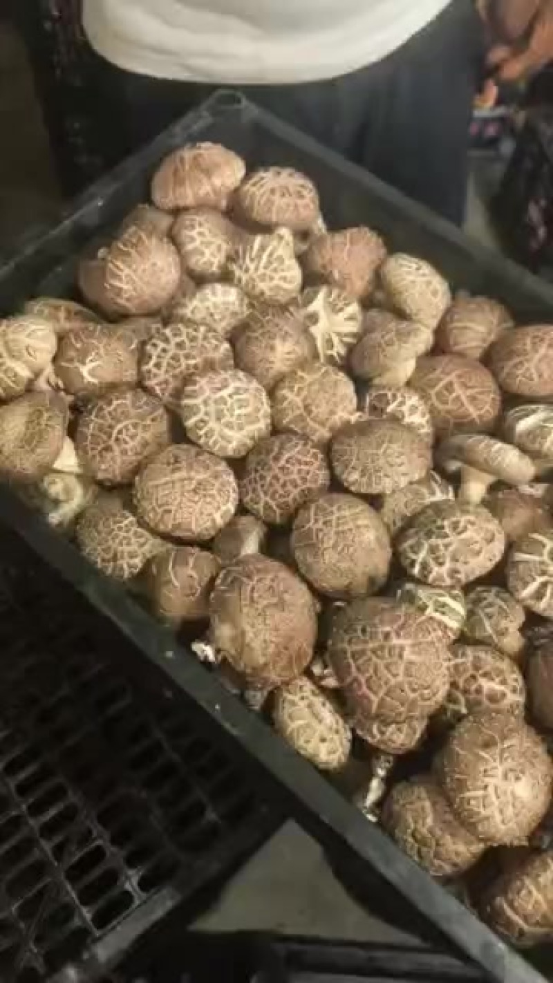 武威鲜香菇