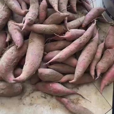 西瓜红红薯