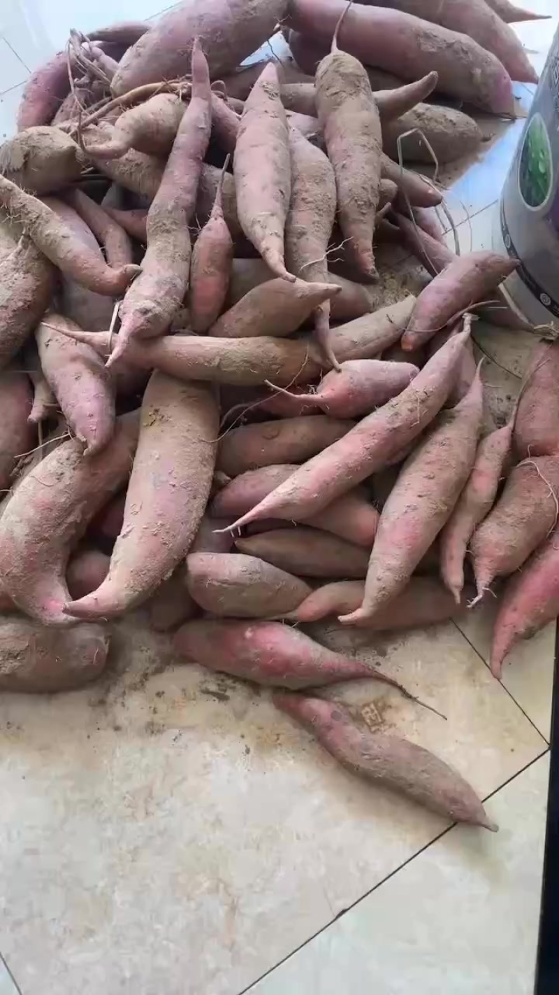 西瓜红红薯