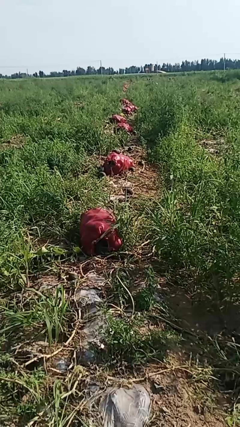 贝贝瓜，南瓜