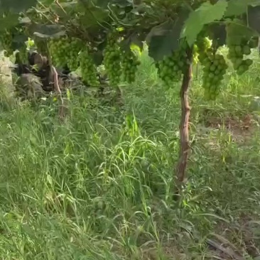 阳光玫瑰