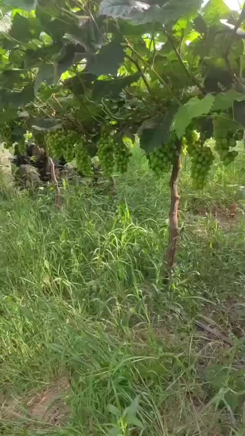 阳光玫瑰
