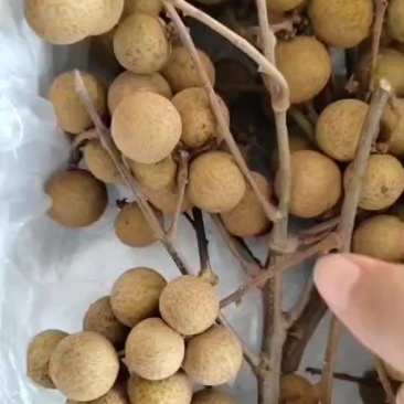 石硖龙眼场地价可接一件代发