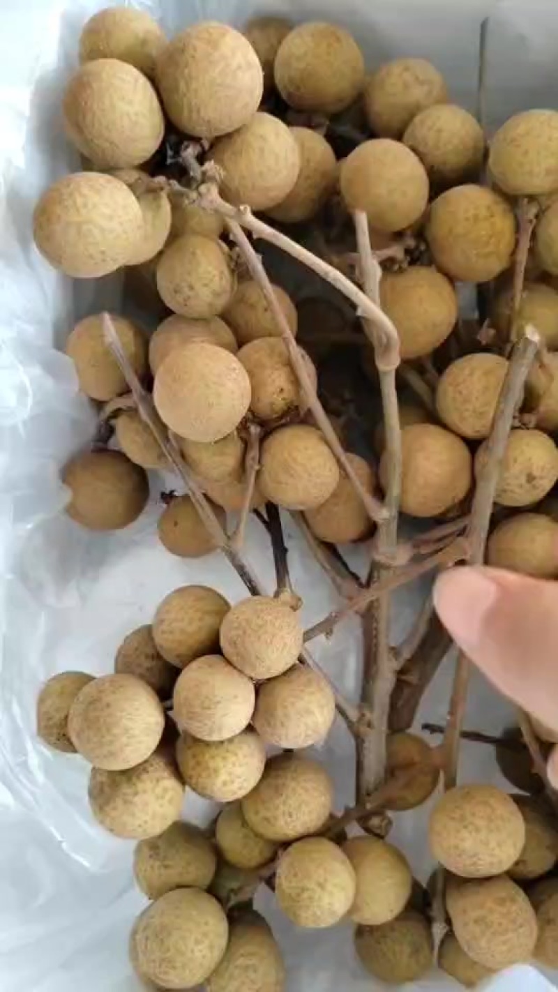 石硖龙眼场地价可接一件代发
