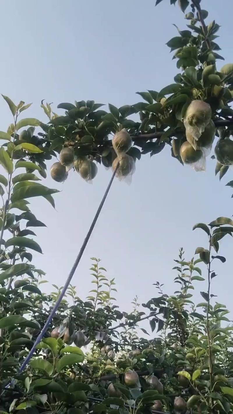七号媚梨