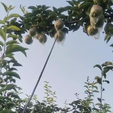 七号媚梨