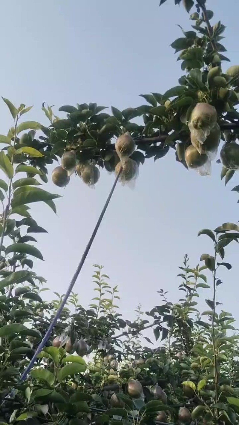 七号媚梨