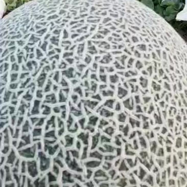 新疆哈密的哈密瓜，晚熟哈密瓜，正宗哈密瓜营养口感更好
