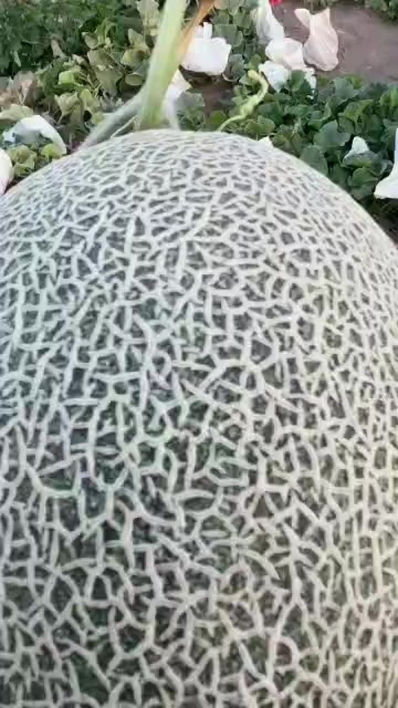 新疆哈密的哈密瓜，晚熟哈密瓜，正宗哈密瓜营养口感更好