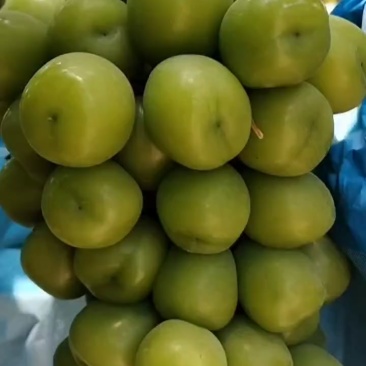 阳光玫瑰