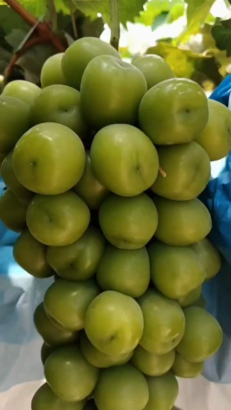 阳光玫瑰