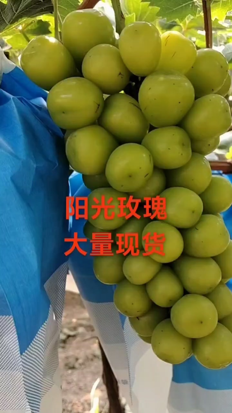 阳光玫瑰